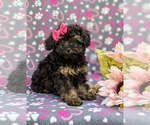 Small Photo #3 Poodle (Miniature) Puppy For Sale in STRASBURG, PA, USA