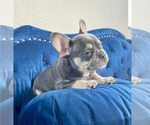 Small #11 French Bulldog