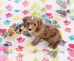 Small #1 Cavapoo (Miniature)-Poodle (Toy) Mix