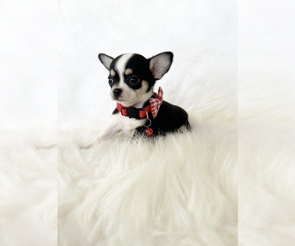 Medium Photo #3 Chihuahua Puppy For Sale in SACRAMENTO, CA, USA
