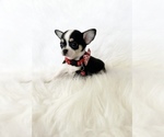 Small #2 Chihuahua