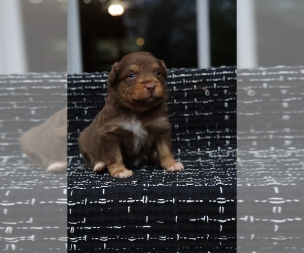 Medium Photo #5 Miniature American Shepherd Puppy For Sale in DAWSON, GA, USA