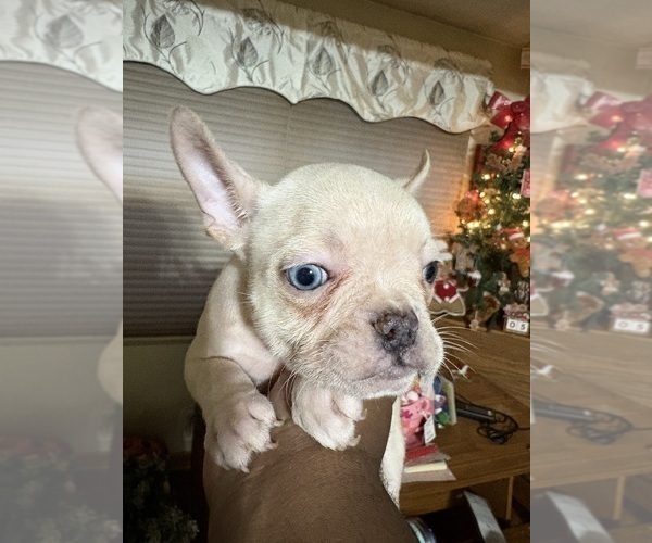 Medium Photo #12 French Bulldog Puppy For Sale in WEST DEPTFORD, NJ, USA