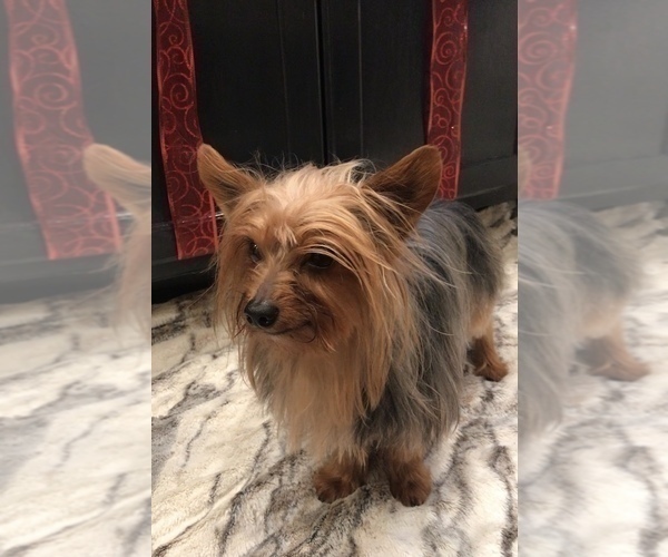 Medium Photo #10 Yorkshire Terrier Puppy For Sale in MOUNT CARMEL, PA, USA