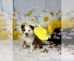 Image preview for Ad Listing. Nickname: Sophie