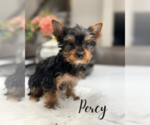 Small #3 Yorkshire Terrier