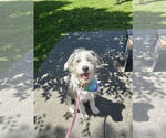 Small Australian Shepherd