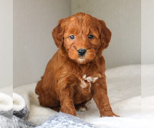 Goldendoodle-Poodle (Miniature) Mix Puppy for sale in CHRISTIANA, PA, USA