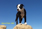 Small Photo #1 American Pit Bull Terrier Puppy For Sale in WILLIAMS, AZ, USA