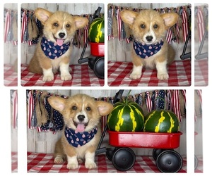 Pembroke Welsh Corgi Puppy for Sale in ONEIDA, Tennessee USA