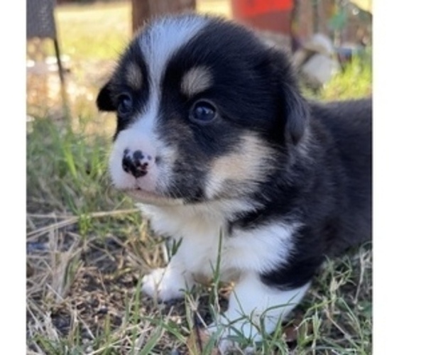Medium Photo #3 Pembroke Welsh Corgi Puppy For Sale in MIDLOTHIAN, TX, USA