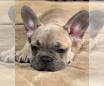 Small Photo #3 French Bulldog Puppy For Sale in MEDFORD, OR, USA