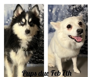 Mother of the American Eskimo Dog-Pomsky Mix puppies born on 02/08/2023