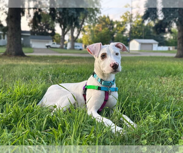 Medium Photo #2 American Staffordshire Terrier-Unknown Mix Puppy For Sale in Andover, MN, USA