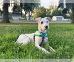 Small #1 American Staffordshire Terrier Mix
