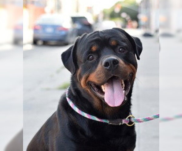 Medium Photo #1 Rottweiler Puppy For Sale in Hillsboro, NH, USA