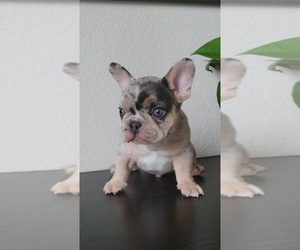 French Bulldog Puppy for sale in PROSPER, TX, USA