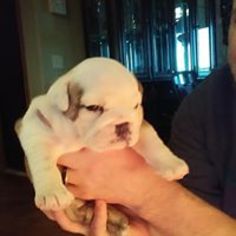 English Bulldog Puppy for sale in BLAIR, OK, USA