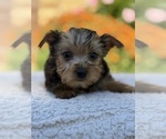 Small #6 Yorkshire Terrier