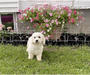 Mother of the Bichon Frise puppies born on 12/23/2025