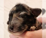 Small #3 Aussiedoodle Miniature 