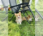 Small #3 American Corgi