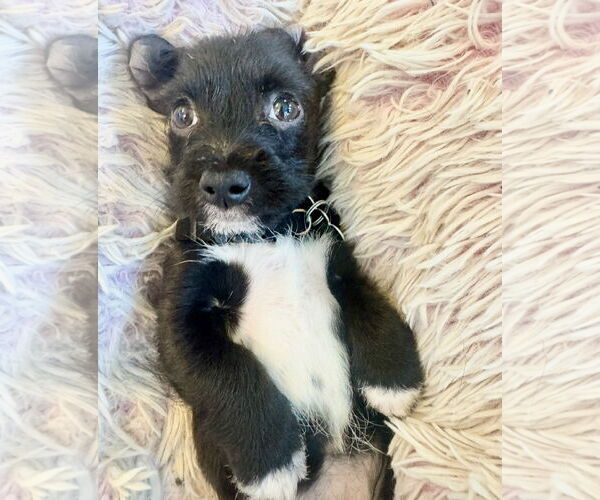 Medium Photo #5 Pembroke Welsh Corgi-Unknown Mix Puppy For Sale in Houston, TX, USA