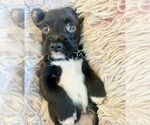 Small #4 Pembroke Welsh Corgi Mix