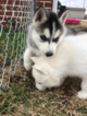 Small Photo #4 Siberian Husky Puppy For Sale in JOPLIN, MO, USA