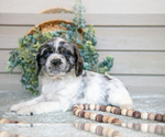 Small Photo #6 Cocker Spaniel Puppy For Sale in SEAMAN, OH, USA