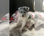 Small Photo #1 Schnauzer (Miniature) Puppy For Sale in NEW RIVER MARINE CORPS AIR S, NC, USA