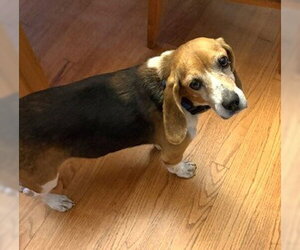 Matty - Male Beagle Dog for Adoption - Photo #15