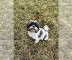 Small Photo #1 Shih Tzu Puppy For Sale in LINWOOD, KS, USA
