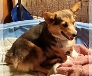Mother of the Pembroke Welsh Corgi puppies born on 08/13/2019