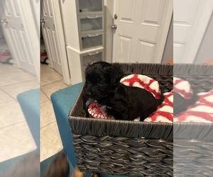 Morkie-Poodle (Toy) Mix Puppy for sale in WHITE OAK, GA, USA