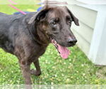 Small #3 Labrador Retriever