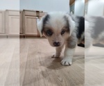 Small Photo #21 Australian Shepherd Puppy For Sale in TUSCUMBIA, AL, USA