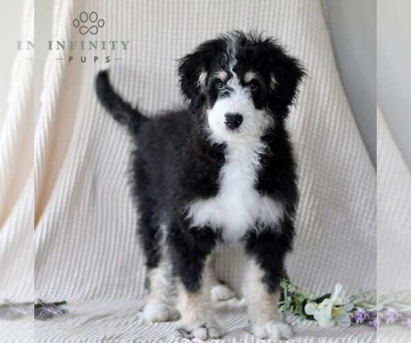 Medium Photo #1 Bernedoodle (Miniature) Puppy For Sale in GORDONVILLE, PA, USA