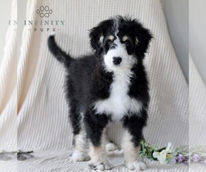 Medium Bernedoodle (Miniature)