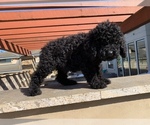 Small Photo #6 Golden Retriever-Goldendoodle Mix Puppy For Sale in CORRAL DE TIERRA, CA, USA