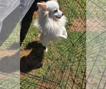Small #3 Pomeranian