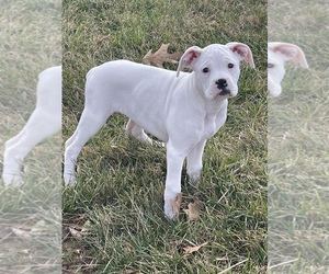 Boxer Puppy for sale in LOCUST DALE, VA, USA