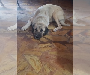 Mother of the Anatolian Shepherd-Maremma Sheepdog Mix puppies born on 07/13/2020