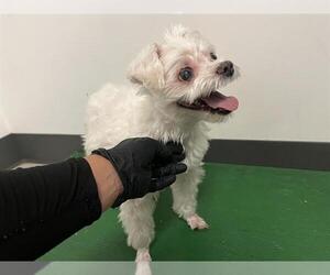Maltese Dogs for adoption in Corona, CA, USA