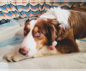 Mother of the Australian Shepherd puppies born on 04/24/2023