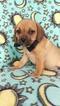 Small Photo #3 Puggle Puppy For Sale in LANCASTER, PA, USA