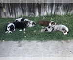 Small Photo #1 Australian Shepherd Puppy For Sale in SOUTH GATE, CA, USA