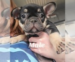 Small Photo #6 French Bulldog Puppy For Sale in GOBLES, MI, USA