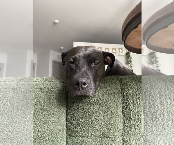 Medium Photo #8 Labrador Retriever-Unknown Mix Puppy For Sale in Holly Springs, NC, USA