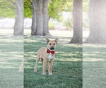 Small #3 Labrador Retriever Mix